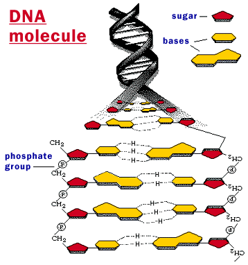 Virtualmente, qualquer seqüência alvo de DNA pode ser amplificada por PCR. A localização da seqüência alvo é feita pelos iniciadores (primers).