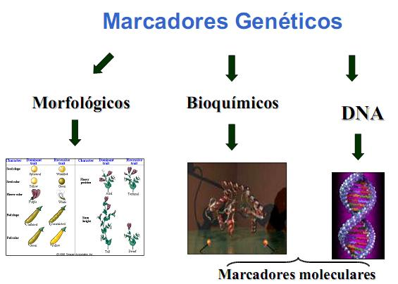 - Morfológicos: Fenótipos de fácil identificação visual (único alelo). - Bioquímicos: Eletroforese de proteínas.