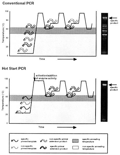 Hot Start PCR (Faloona et al.