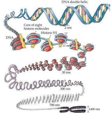 O DNA pode ser detectado no núcleo de qualquer