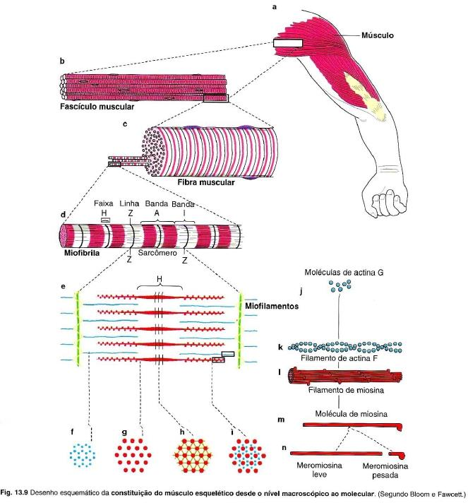 CONTRAÇÃO MUSCULAR: Os filamentos de actina deslizam sobre os filamentos de miosina, encurtando o
