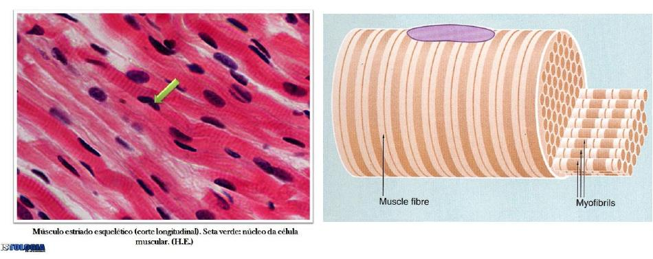 ESTRIADO ESQUELÉTICO Quando observada ao microscópio, as fibras musculares apresentam um padrão bem definido de faixas