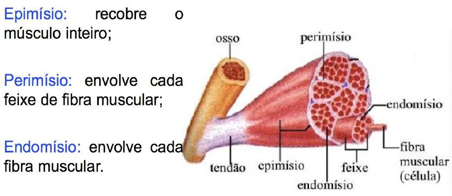 ESTRIADO