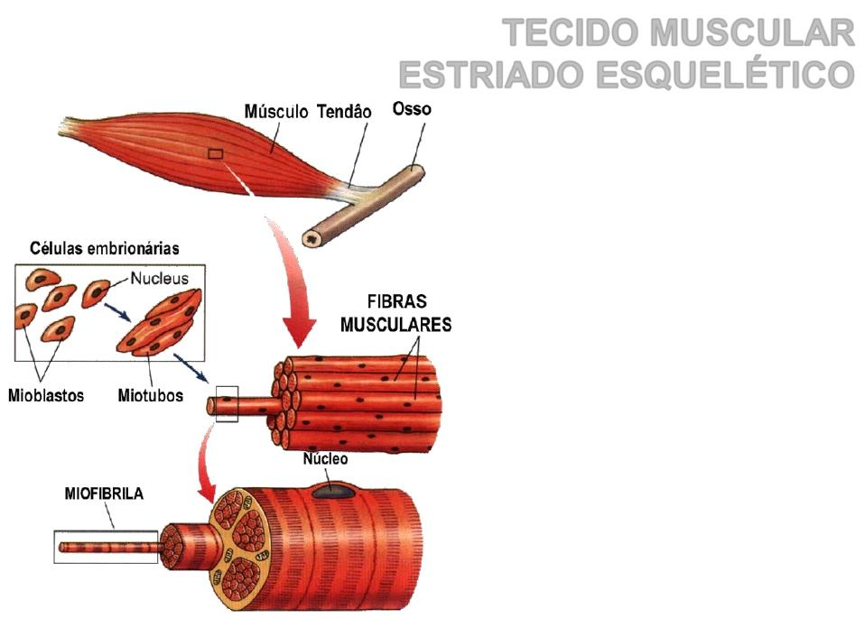 ESTRIADO ESQUELÉTICO Constituído por longas fibras musculares (miócitos) que podem atingir até 30cm de comprimento, percorrendo o músculo de ponta a ponta; As fibras musculares