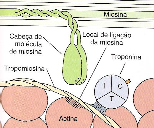 Miosina Formada por 2 peptídeos enrolados em hélice (filamento grosso) Uma extremidade