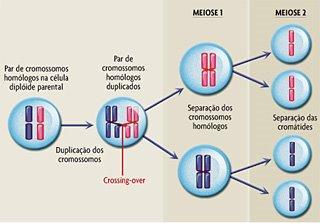 Núcleo e cromossomo