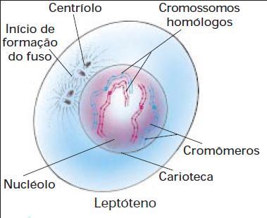 Núcleo e cromossomo Meiose I Prófase I Leptóteno