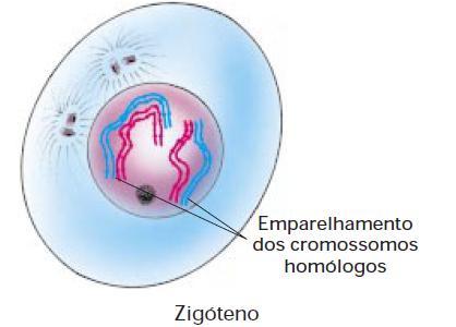 Núcleo e cromossomo Meiose I Prófase I