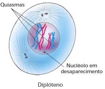 Núcleo e cromossomo Meiose I Prófase I Diplóteno Complexo