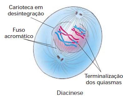 Núcleo e cromossomo Meiose I Prófase I Diacinese Cromátides visíveis individualmente.