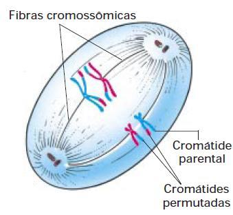 Meiose I Metáfase I