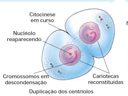 Núcleo e cromossomo Meiose