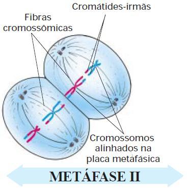 Núcleo e cromossomo