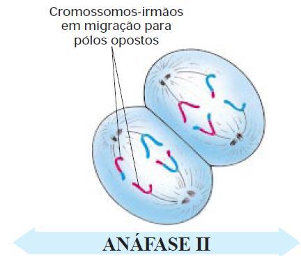Núcleo e cromossomo