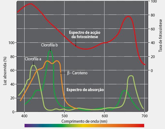 3. Nas plantas existem dois grandes grupos de pigmentos fotossintéticos que absorvem a luz solar: as clorofilas e os carotenóides. Observe com atenção o gráfico que se segue: Fig. 3 3.