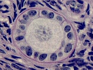 Fotomicrografias do ovário mostrando