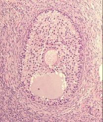 Oo: oócito, N: núcleo do oócito, G: células da granulosa, zona