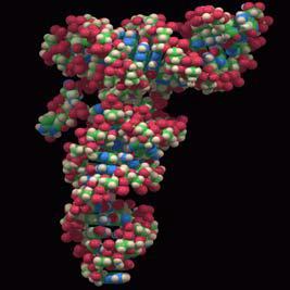 O RNA como material genético Em 1957, os pesquisadores