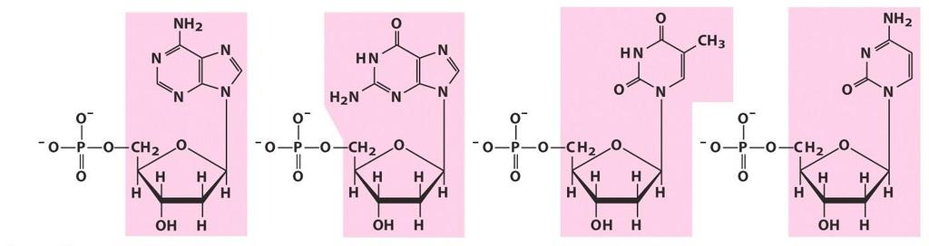 Desoxirribonucleótidos Nucléotido Desoxiadenilato (5 -monofosfato de desoxiadenosina) Desoxiguanilato (5 -monofosfato de desoxiguanosina) Desoxitimidilato (5 -monofosfato de
