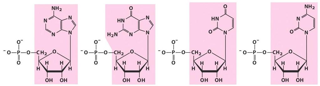 Ribonucleótidos Nucléotido Adenilato (5 -monofosfato de adenosina) Guanilato (5 -monofosfato de guanosina) Uridilato (5 -monofosfato