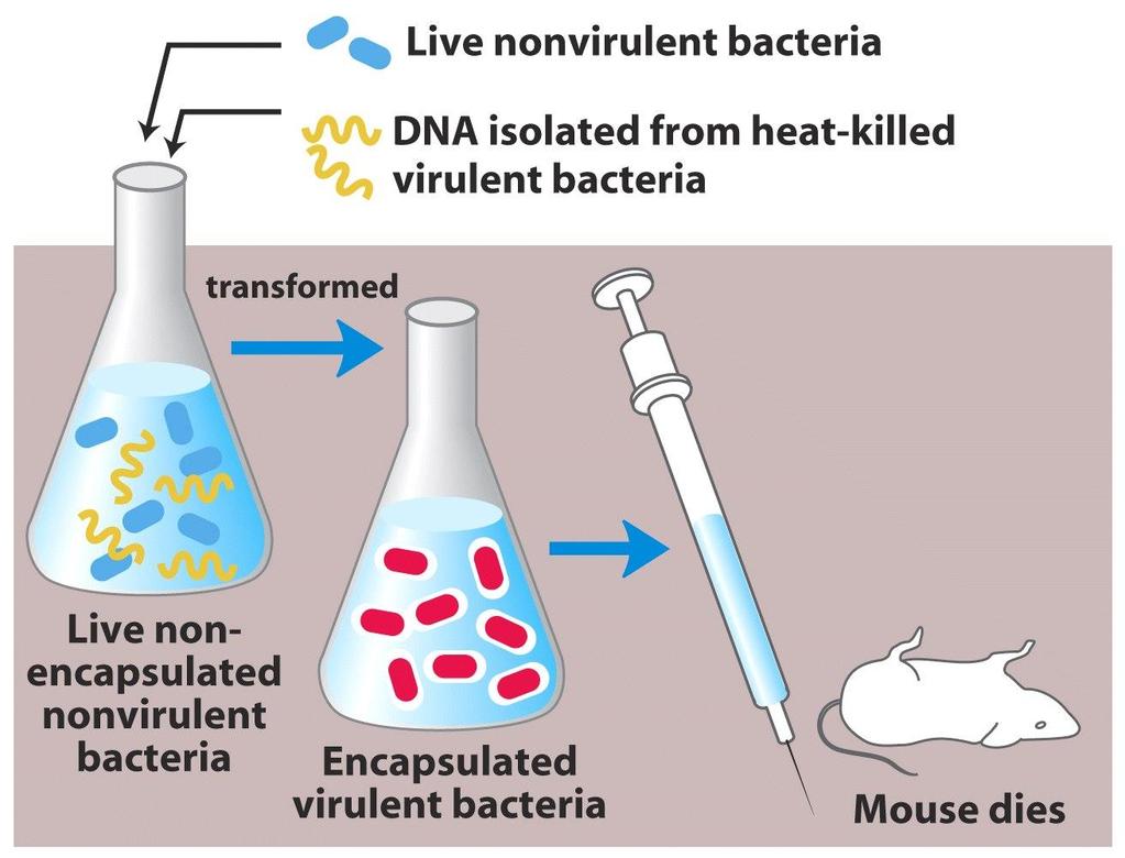A experiência de Avery, Macleod e McCarty - III Bactérias vivas não virulentas DNA isolado de bactérias virulentas mortas pelo calor Bactérias vivas