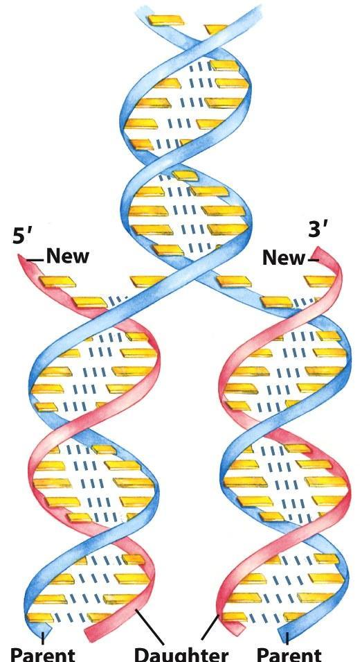 A dupla hélice mecanismo para a replicação As cadeias pré-existentes (mãe) separam-se e cada uma delas serve de molde para a síntese de uma cadeia nova (filha)