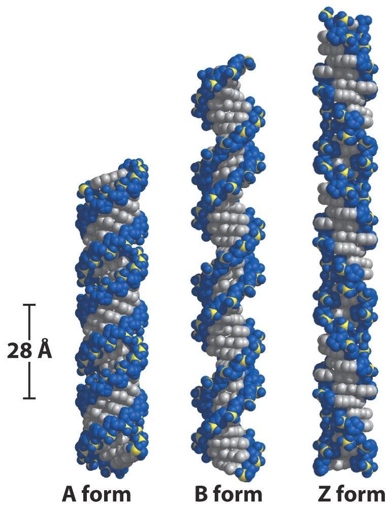 As 3 formas do DNA 36 pares de bases Estrutura de Watson e Crick Forma B Mais estável