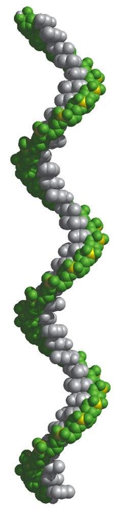Aspectos estruturais dos RNA trna Ligação covalente a um aminoácido Emparelhamento com o mrna rrna Componentes dos ribossomas Outros RNA ribozimas (actividade