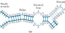 Estruturas secundárias do RNA Ligações não
