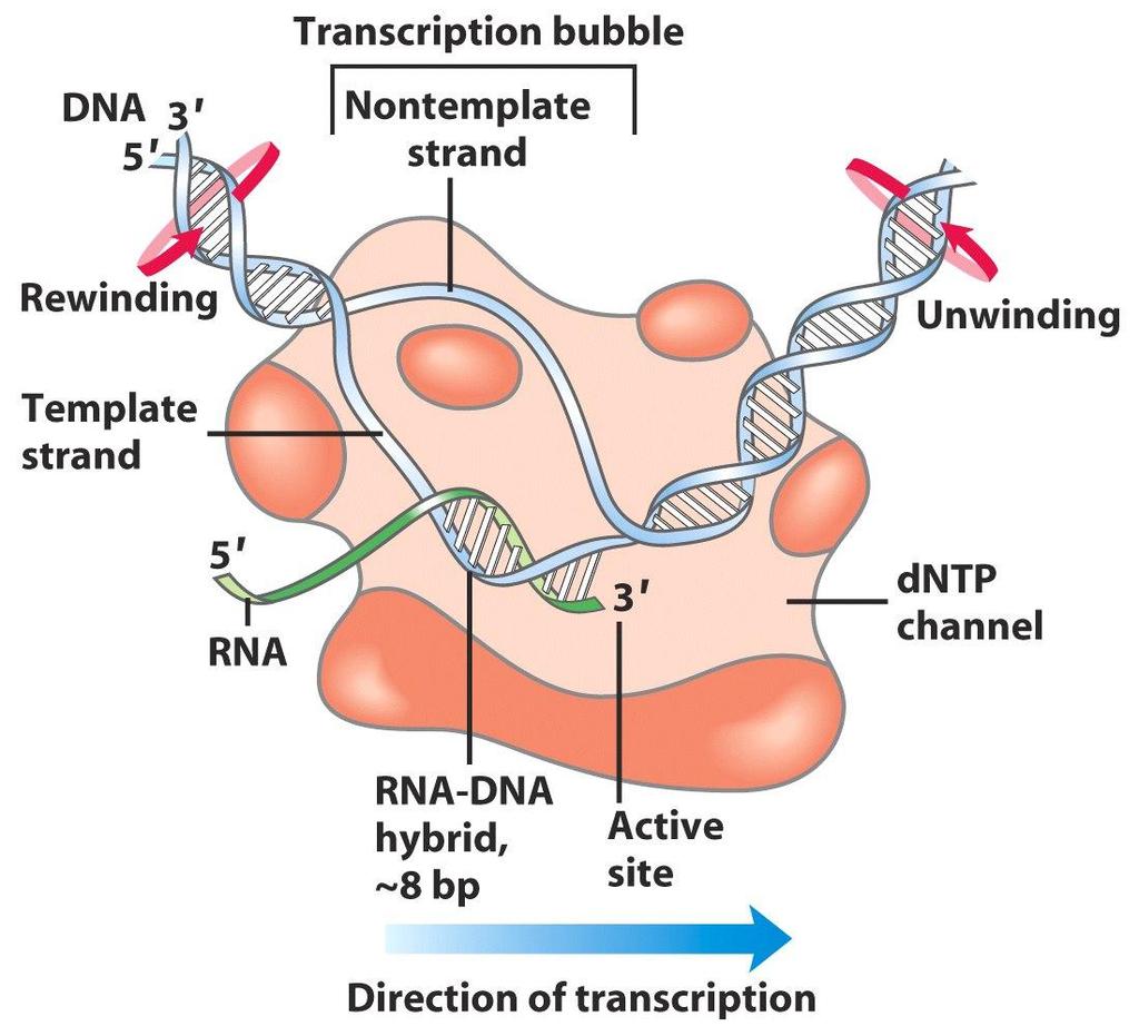 Transcrição do DNA : RNA polimerases Cadeia molde Bolha de transcrição Cadeia não molde O enzima necessita de DNA 5 -trifosfatos de ribonucleósidos (ATP, GTP,