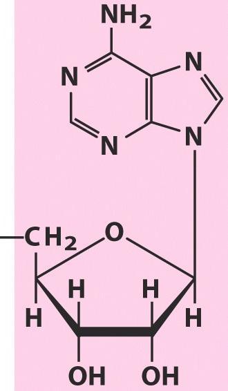 Componentes de cofactores enzimáticos A adenosina é o elemento comum; não há qualquer outra semelhança estrutural.
