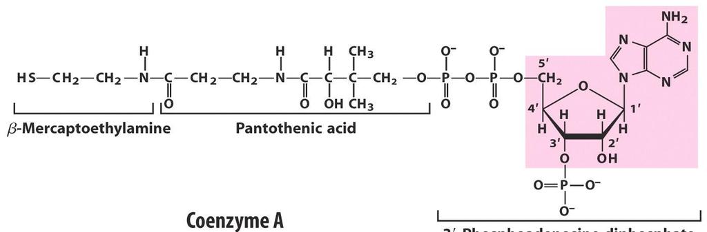 Componentes de cofactores enzimáticos (cont.