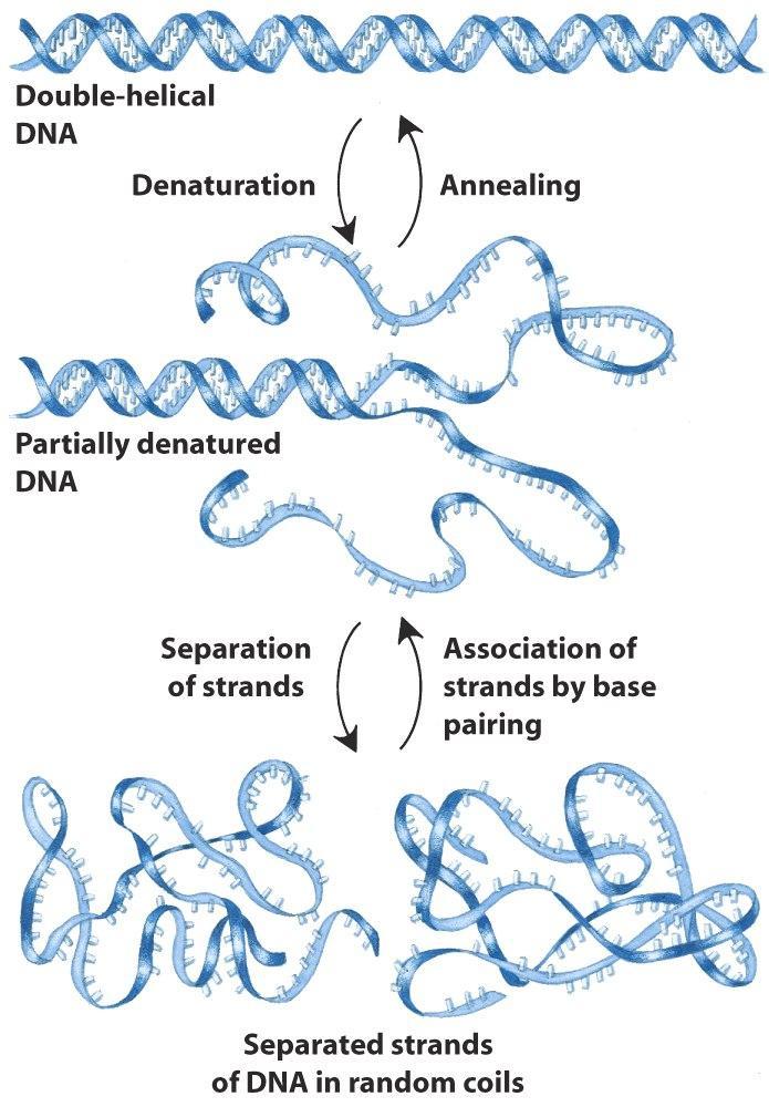 DNA de dupla cadeia Annealing Desnaturação e renaturação do DNA DNA parcialmente desnaturado Separação
