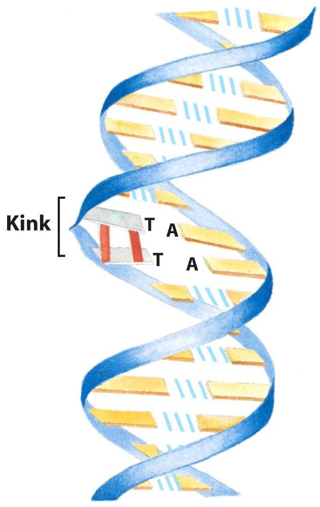 A formação de dímeros introduz uma dobra ou kink no DNA A radiação ionizante (raios X e γ) pode