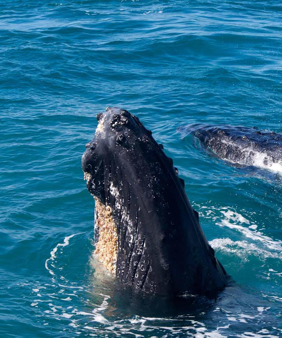 abrolhos Balé de peso Todo ano, as baleias jubarte deixam as águas frias da Antártica para férias de verão.