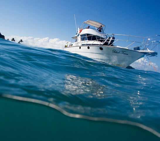 abrolhos Tartarugas cabeçudas e cardumes de parus colorem os redutos marinhos do arquipélago.