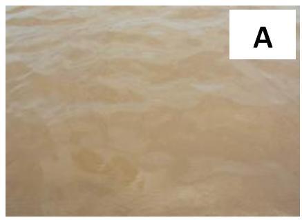 FIGURA 05: Transparência da água conforme as estação chuvosa e menos chuvosa: A (janeiro / 2013), B (julho de 2013).