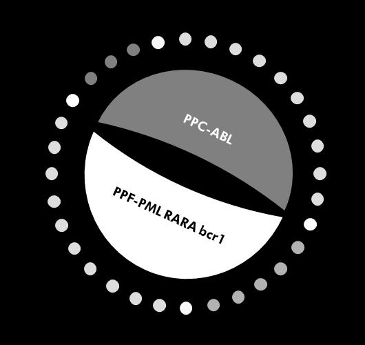 Figura 5. Configuração sugerida para rotor para cada ensaio com o kit ipsogen PML- RARA bcr1.