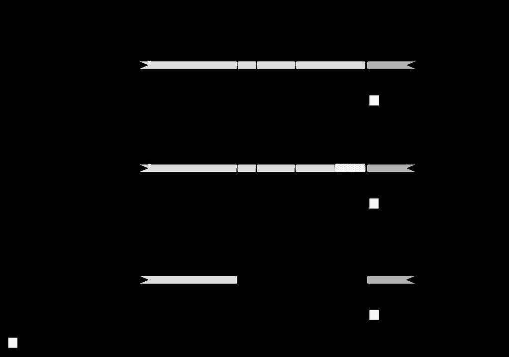 Tipo Frequência relativa Primer direto Primer inverso Sonda Figura 1: Diagrama esquemático da transcrição do gene de fusão PML-RARA coberta pelos primers EAC qpcr e conjunto da sonda.