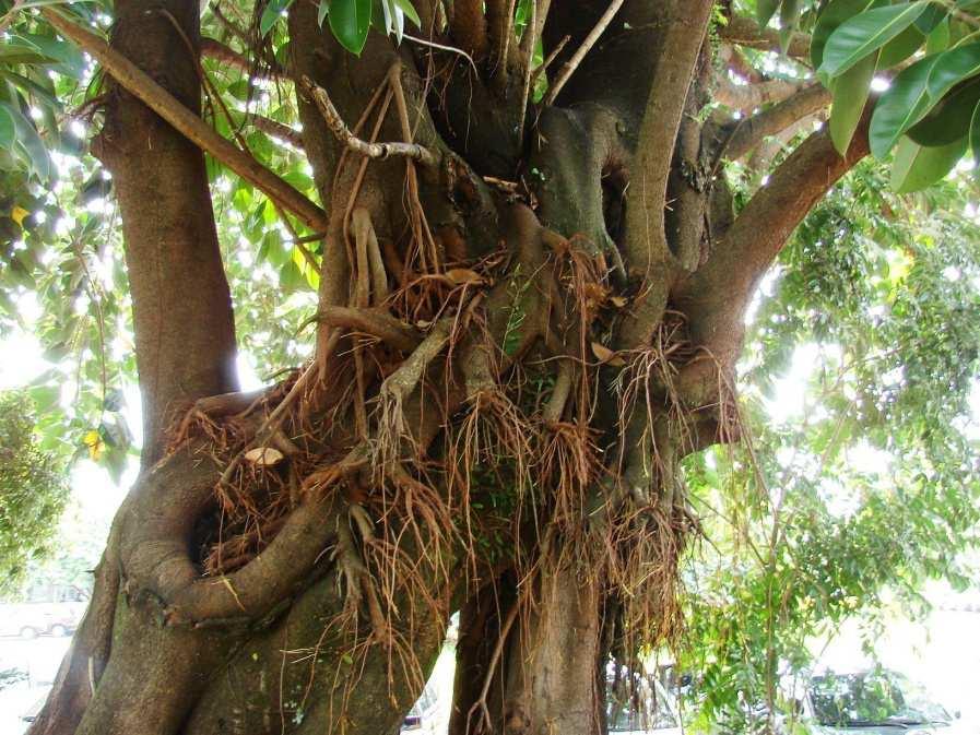 Raízes ESCORA Ficus