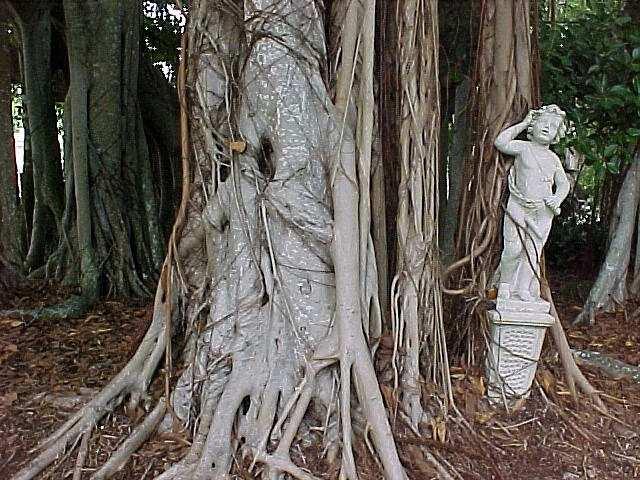 mata-pau Ficus