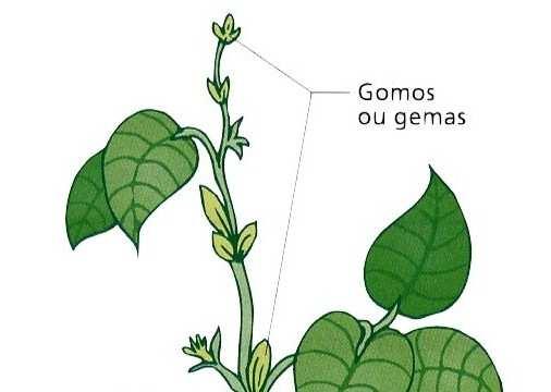 Ápice caulinar CAULE é constituído por um meristema cônico, protegido pelos primórdios foliares Gemas