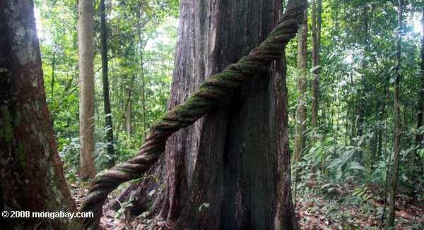 Formas de vida de plantas vasculares - Hábito