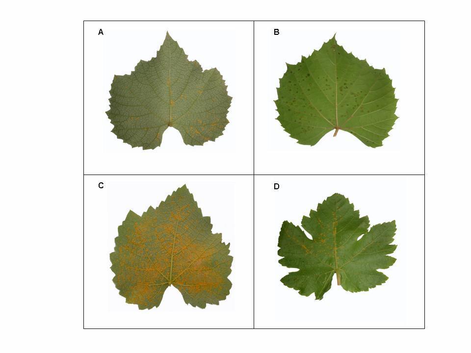 Figura 3 Reações de cultivares de videira inoculadas com Phakopsora euvitis (A, Isabel ; B, IAC-572 ; C, Niagara; D, Clara).