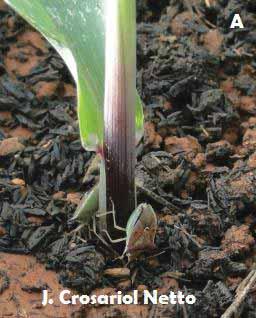 6 Figura 1. Adultos de Dichelops melacanthus alimentando-se na base de plântulas de milho (A) e lesões causadas no tecido vegetal em função da alimentação (B). Pindorama, SP, 2012.