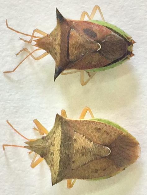 a b Fig. 3.2. Adulto de Dichelops furcatus (a) e Dichelops melacanthus (b). Note a diferença na coloração do espinho pronotal, o qual é sempre mais escuro na última espécie.