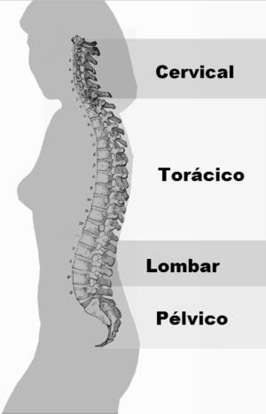 Nomeie corretamente os quatros partes da nossa coluna vertebral.