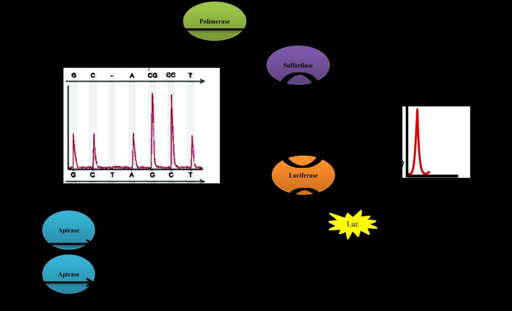 DNA polimerase. O supressor é separado da molécula fluorescente e esta separação resulta num aumento da fluorescência; tal não ocorre quando a sonda não hibridiza (adaptado de (Maths, 2010).