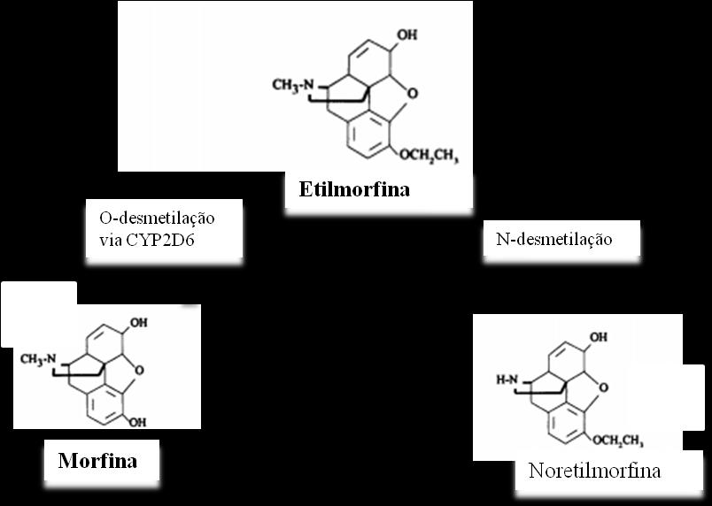 4.1.5. Etilmorfina A etilmorfina está presente essencialmente em preparações líquidas como agente antitússico.
