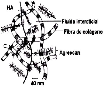 Responsável pela nutrição da cartilagem; Relação com atividade física e